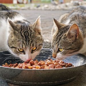 cats, eating, food-4372525.jpg
